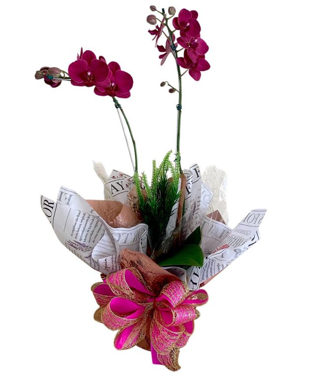 Plantas
